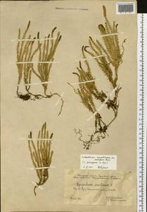 Spinulum annotinum subsp. alpestre (Hartm.) Uotila, Сибирь, Западная Сибирь (S1) (Россия)