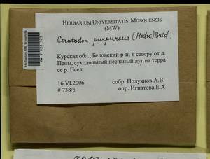 Ceratodon purpureus (Hedw.) Brid., Гербарий мохообразных, Мхи - Центральное Черноземье (B10) (Россия)