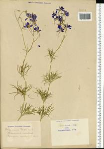 Delphinium consolida subsp. consolida, Восточная Европа, Северо-Украинский район (E11) (Украина)