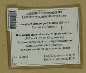 Eurhynchiastrum pulchellum (Hedw.) Ignatov & Huttunen, Гербарий мохообразных, Мхи - Центральное Нечерноземье (B6) (Россия)