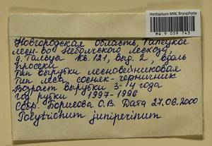 Polytrichum juniperinum Hedw., Гербарий мохообразных, Мхи - Новгородская и Псковская области (B5) (Россия)