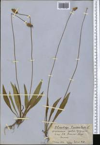 Подорожник ланцетный, Подорожник ланцетолистный L., Средняя Азия и Казахстан, Западный Тянь-Шань и Каратау (M3) (Киргизия)