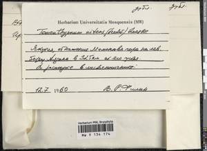 Tomentypnum nitens (Hedw.) Loeske, Гербарий мохообразных, Мхи - Якутия (B19) (Россия)
