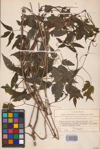 Княжик сибирский (L.) Mill., Восточная Европа, Северный район (E1) (Россия)