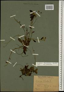 Pilosella acutifolia subsp. acutifolia, Кавказ, Краснодарский край и Адыгея (K1a) (Россия)