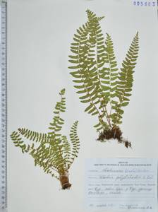 Вудсия многорядниковая D.C.Eaton, Сибирь, Дальний Восток (S6) (Россия)