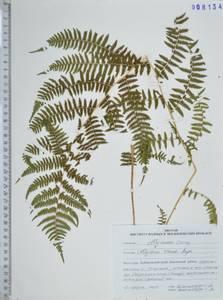 Кочедыжник китайский Rupr., Сибирь, Дальний Восток (S6) (Россия)