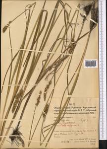 Осока лисья L., Средняя Азия и Казахстан, Северный и Центральный Казахстан (M10) (Казахстан)