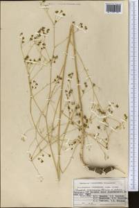 Элеостикта зеравшанская Kljuykov & Pimenov, Средняя Азия и Казахстан, Памир и Памиро-Алай (M2) (Узбекистан)