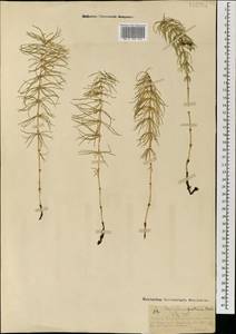 Хвощ луговой Ehrh., Монголия (MONG) (Монголия)