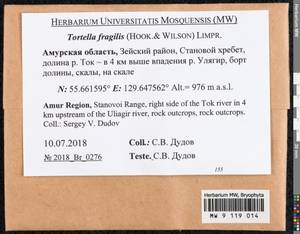 Tortella fragilis (Drumm.) Limpr., Гербарий мохообразных, Мхи - Дальний Восток (без Чукотки и Камчатки) (B20) (Россия)