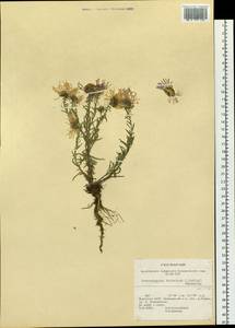 Aster neobiennis Brouillet, Semple & Y.L.Chen, Сибирь, Прибайкалье и Забайкалье (S4) (Россия)