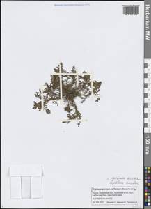 Ромашка пахучая DC., Сибирь, Дальний Восток (S6) (Россия)