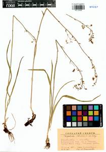 Антиклея сибирская (L.) Kunth, Сибирь, Прибайкалье и Забайкалье (S4) (Россия)