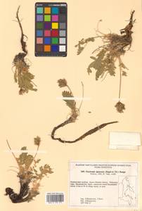 Остролодочник аянский (Regel & Tiling) Bunge, Сибирь, Дальний Восток (S6) (Россия)