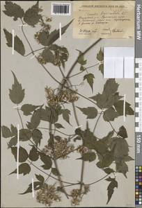 Ломонос короткохвостый DC., Сибирь, Дальний Восток (S6) (Россия)