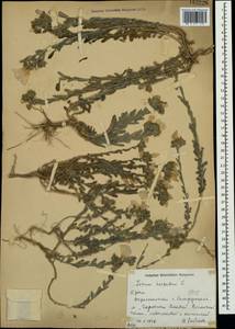 Лен жестковолосистый L., Крым (KRYM) (Россия)