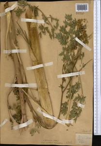 Златогоричник морозниковый (L.) Schur, Средняя Азия и Казахстан, Северный и Центральный Казахстан (M10) (Казахстан)