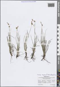 Осока приземистая Willd. ex Wahlenb., Восточная Европа, Средневолжский район (E8) (Россия)