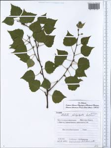 Betula pendula subsp. mandshurica (Regel) Ashburner & McAll., Сибирь, Прибайкалье и Забайкалье (S4) (Россия)