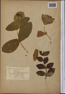 Lonicera dioica L., Америка (AMER) (Неизвестно)