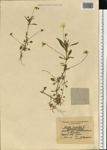 Фиалка трехцветная, Анютины глазки L., Восточная Европа, Московская область и Москва (E4a) (Россия)