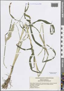 Двукисточник тростниковидный L., Восточная Европа, Средневолжский район (E8) (Россия)