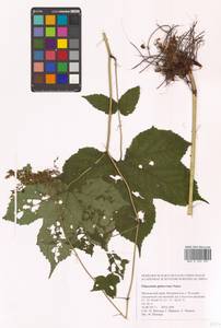 Таволга гладчайшая (Nakai) Nakai, Сибирь, Дальний Восток (S6) (Россия)