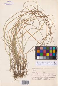 Avenula pubescens (Huds.) Dumort., Восточная Европа, Центральный район (E4) (Россия)