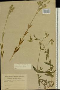 Смолевка обыкновенная, Хлопушка (Moench) Garcke, Восточная Европа, Средневолжский район (E8) (Россия)