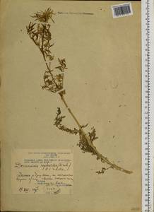 Декурения софиевидная (Fisch. ex Hook.) O.E.Schulz, Сибирь, Чукотка и Камчатка (S7) (Россия)