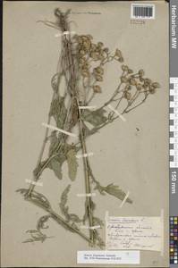 Якобея ферганская (Schischk.) B.Nord., Восточная Европа, Восточный район (E10) (Россия)