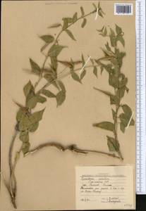 Ластовень низкорослый Decne., Средняя Азия и Казахстан, Копетдаг, Бадхыз, Малый и Большой Балхан (M1) (Туркмения)