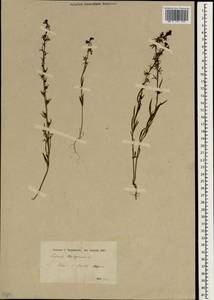 Linaria chalepensis (L.) Mill., Зарубежная Азия (ASIA)