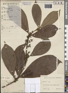 Actinodaphne pilosa (Lour.) Merr., Зарубежная Азия (ASIA) (КНР)