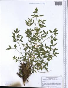 Siler montanum subsp. montanum, Западная Европа (EUR) (Италия)