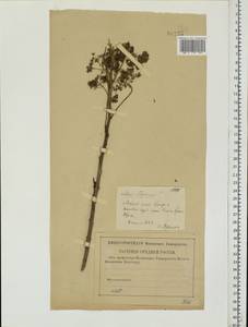 Очитник большой (L.) Holub, Восточная Европа, Центральный лесной район (E5) (Россия)