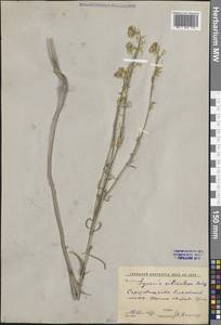 Желтушник стручковый (M.Bieb.) DC., Восточная Европа, Нижневолжский район (E9) (Россия)