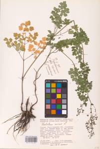 Bасилисник малый L., Восточная Европа, Нижневолжский район (E9) (Россия)