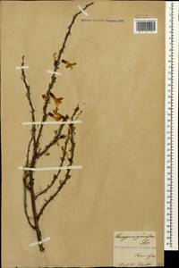 Карагана крупноцветковая (M.Bieb.)DC., Кавказ, Армения (K5) (Армения)
