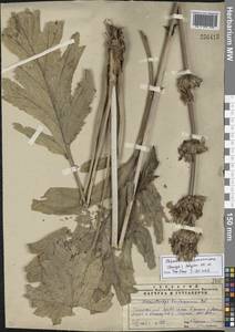 Зопничек Лемана (Bunge) Adylov, Kamelin & Makhm., Средняя Азия и Казахстан, Памир и Памиро-Алай (M2)