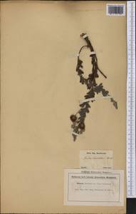 Mimosa bracteolaris Benth., Америка (AMER) (Бразилия)