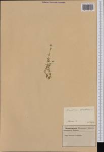 Cerastium arvense subsp. strictum (L.) Gaudin, Западная Европа (EUR) (Словения)