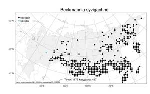 Beckmannia syzigachne, Бекмания восточная (Steud.) Fernald, Атлас флоры России (FLORUS) (Россия)