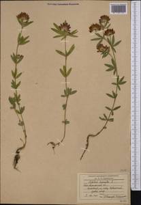 Клевер люпиновый L., Средняя Азия и Казахстан, Северный и Центральный Казахстан (M10) (Казахстан)