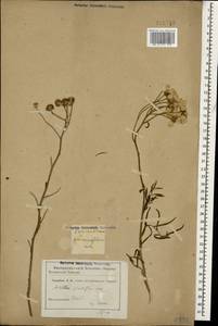 Тысячелистник чихотниколистный (Willd.) Rupr. ex Heimerl, Кавказ, Грузия (K4) (Грузия)