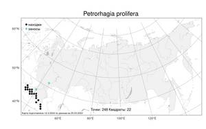 Petrorhagia prolifera, Петрорагия прорастающая (L.) P. W. Ball & Heywood, Атлас флоры России (FLORUS) (Россия)