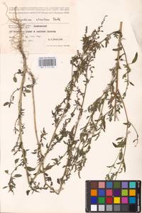 Chenopodium betaceum Andrz., Восточная Европа, Западный район (E3) (Россия)