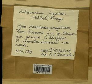 Aulacomnium turgidum (Wahlenb.) Schwägr., Гербарий мохообразных, Мхи - Западная Сибирь (включая Алтай) (B15) (Россия)