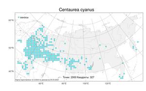 Centaurea cyanus, Василек синий L., Атлас флоры России (FLORUS) (Россия)